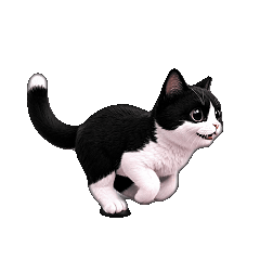 Dash Cat